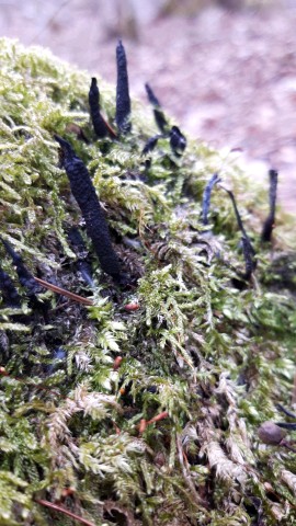 Xylaria longipes