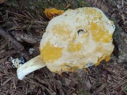 Hypomyces chrysospermus