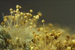 Aspergillus flavus