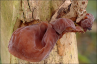 Auricularia auricula-judae