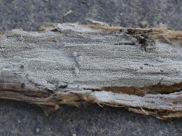Xylodon asper