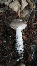 Amanita excelsa