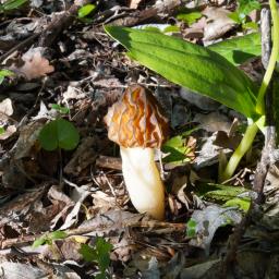 Morchella semilibera