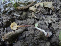 Marasmius torquescens