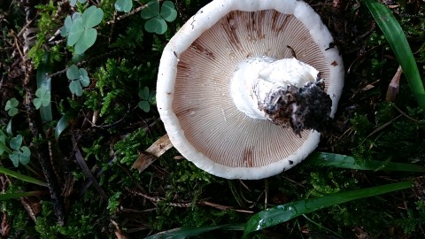 Lactifluus vellereus