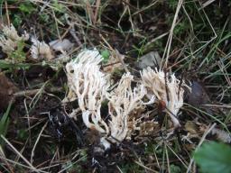 Ramaria gracilis