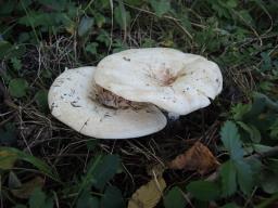 Lactarius controversus