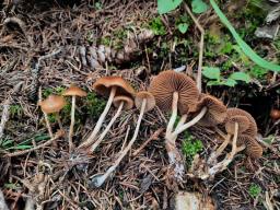 Psilocybe medullosa