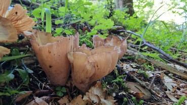 Gomphus clavatus