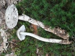 Amanita excelsa