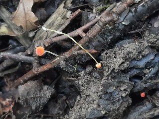 Mycena acicula