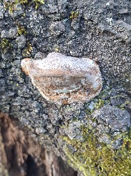 Phellinus pomaceus