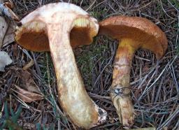 Suillus tridentinus