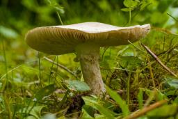 Amanita strobiliformis