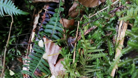 Mycena epipterygia