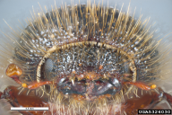 Ips typographus