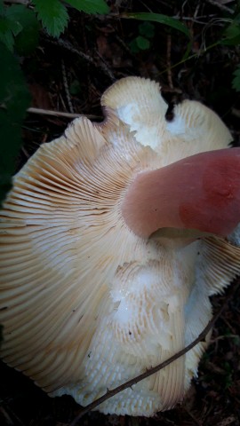 Russula olivacea