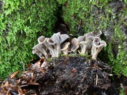 Craterellus undulatus