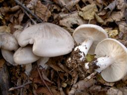 Clitocybe nebularis