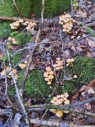 Hypholoma fasciculare