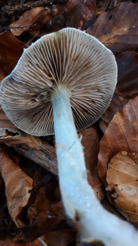 Stropharia caerulea