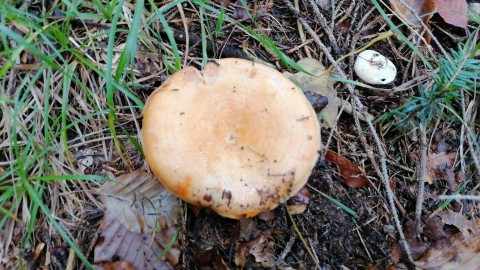 Lactarius salmonicolor