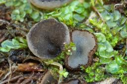 Pindara terrestris