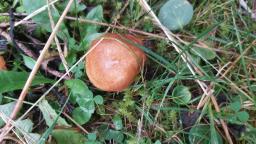 Suillus grevillei