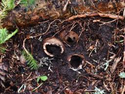 Elaphomyces granulatus