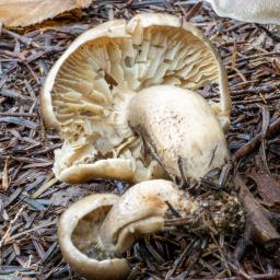 Tricholoma saponaceum var. squamosum