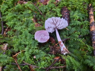 Mycena pura