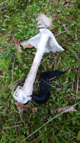 Amanita virosa