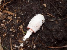 Coprinus sterquilinus