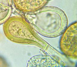 Puccinia phyllostachydis