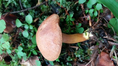 Chalciporus piperatus