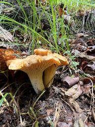 Cantharellus amethysteus