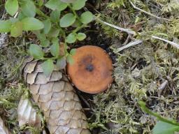 Lactifluus volemus