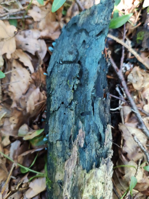 Chlorociboria aeruginascens