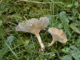Infundibulicybe costata