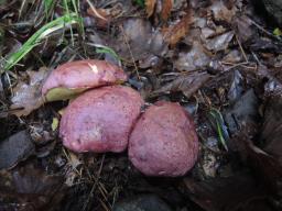 Butyriboletus regius