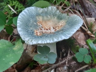 Russula virescens