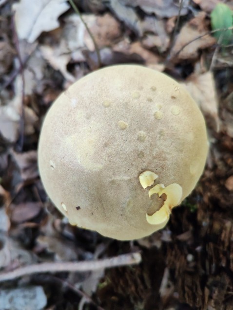 Xerocomus subtomentosus