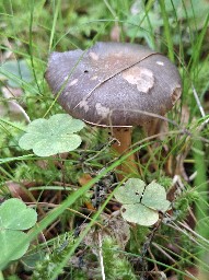 Chroogomphus rutilus