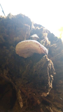 Fomitopsis pinicola