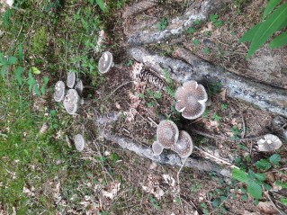 Amanita excelsa