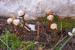 Tulostoma squamosum