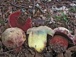 Rubroboletus rhodoxanthus