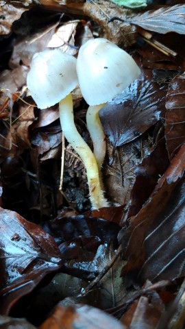 Mycena epipterygia