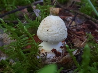 Amanita citrina