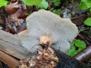 Polyporus tuberaster